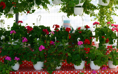 Fototapeta na wymiar Flower pots hanging and being displayed