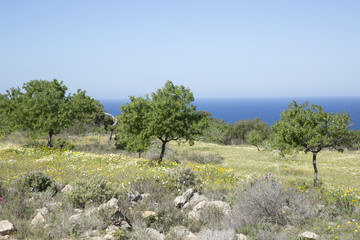 Fototapeta na wymiar Tree in Meadow near Hort Cove, Ibiza