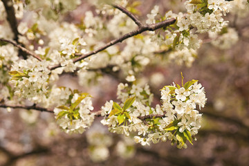 Frühling, Frühjahr, Blüten, blühen, Kirschbäume, Zweige, blühende Bäume