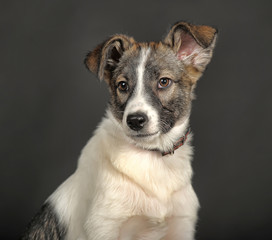 White and gray mongrel dog in the studio