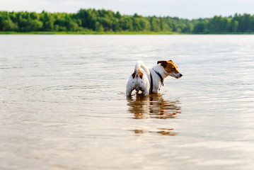 Dog rambling in river water at hot summer day