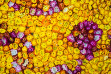 Fototapeta na wymiar background of yellow and purple flowers