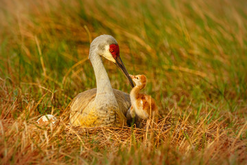 Squabbling Sandhill Chicks © Jason Hahn