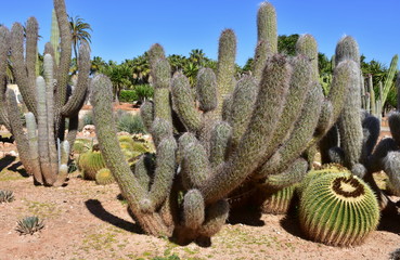 Cactus garden,island Majorca,Spain