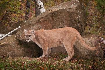 Obraz premium Adult Male Cougar (Puma concolor) Stands at Den Entrance