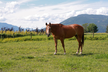 horse in field