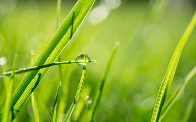 frisches Gras mit Wassertropfen
