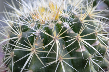 cactus asiendo de la suegra