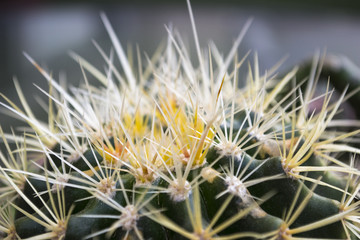 cactus asiendo de la suegra