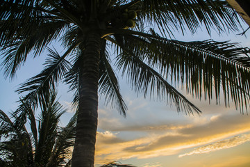 silhouettes of palm trees at sunset and the sea 