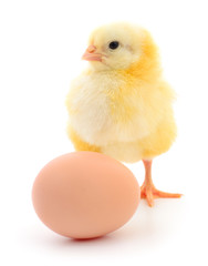 Obraz premium chicken and egg