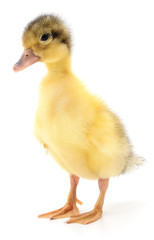 one yellow duckling