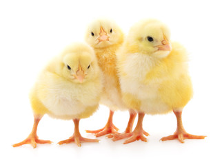 Three cute chicks.