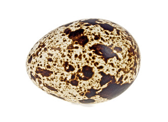 Single quail egg on a white background