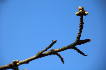 Green buds on branches in spring.