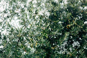 Olive branch with fruits. Olive groves and gardens in Montenegro.