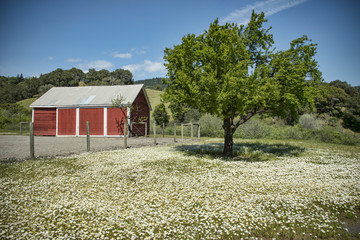 Obraz premium Barn and Apple tree