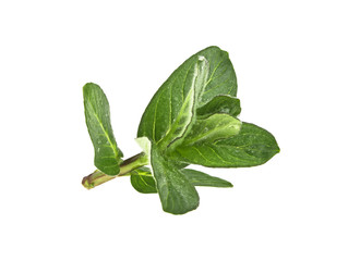 Fresh melissa isolated on a white background