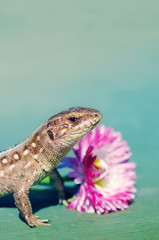 Brown Lizard of t pink flower. Brown lizard Lacerta agilis.