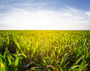 closeup green sprouts in a field at the early morning