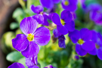 Little violet flowers.