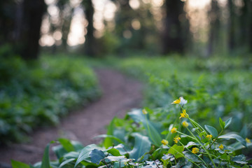 Path through meadow