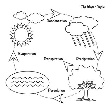 The Water Cycle / Vector schematic representation of the water cycle in nature. Illustration of diagram water cycle. Cycle water in nature environment.