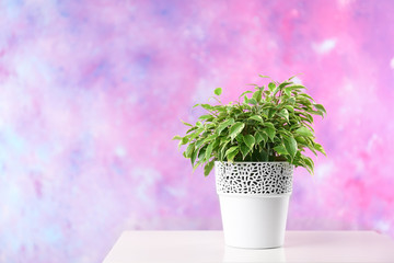 Beautiful ficus in pot on pink background