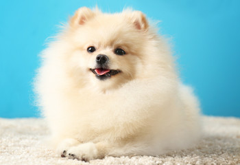 Pomeranian spitz dog on carpet