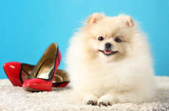 Pomeranian spitz dog with woman shoes on carpet