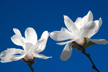 Two big white magnolia flowers in blossom isolated at blue background, close-up