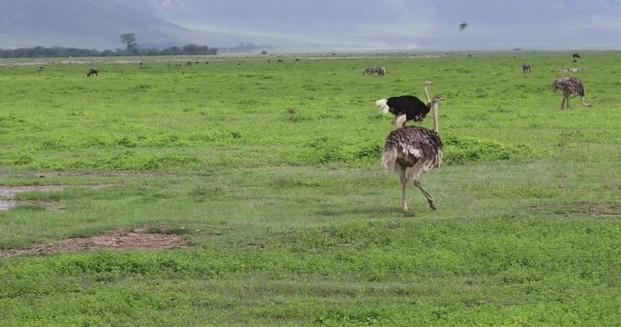 Ostrich, Ngorongoro Crater, Tanzania, 4K