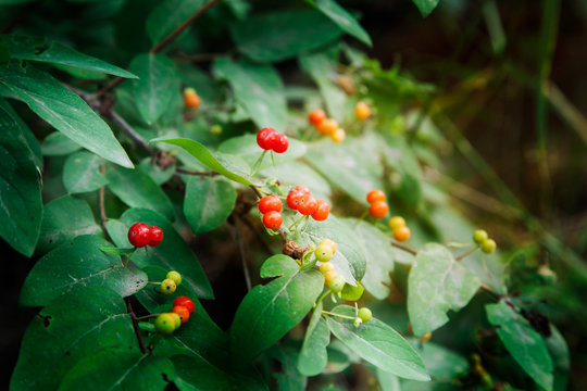 Honeysuckle, Wolfberry, Lonicera xylosteum
