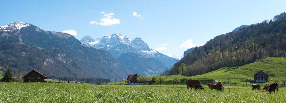 Panorama of Alps and meadow with cows,Switzerland