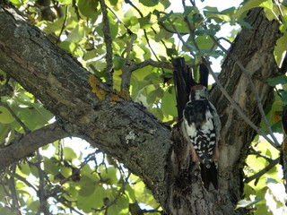 Bird on the tree