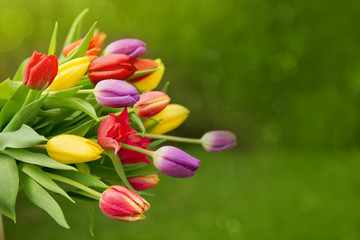 Spring colorful tulips isolated.