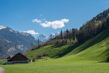 Fototapeta na wymiar Landscape Alps and meadow,Switzerland