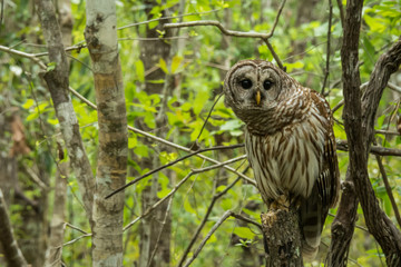 Barred Owl