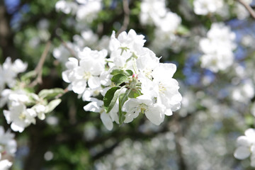 Obraz premium Blossoming apple tree in May in Moscow