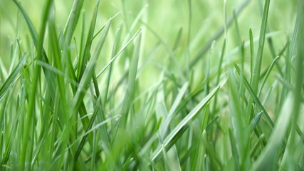 springtime green grass close up background blurre