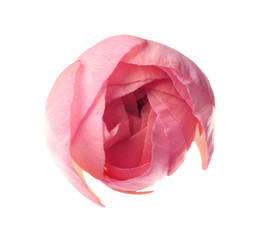 Beautiful fresh ranunculus flower isolated on white