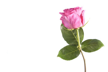 Pink rose on white background