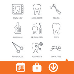 Stomatology, tooth and dental crown icons. X-ray, mouthwash and dental floss linear signs. Toothache, forceps icons. Download arrow, locker and calendar web icons. Vector