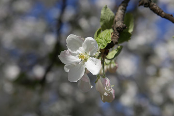 Blossoming apple tree in May in Moscow

