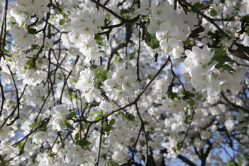 Blossoming apple tree in May in Moscow

