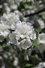 Blossoming apple tree in May in Moscow

