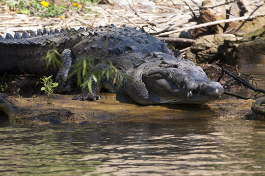 Crocodile, Sumidero Canyon, Chiapas, Mexico.