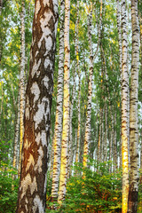 summer in sunny birch forest