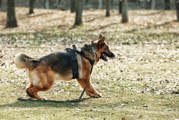 Training of working dog outdoors