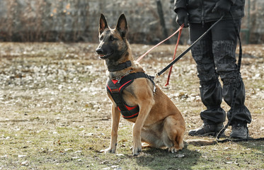 Training of working dog outdoors